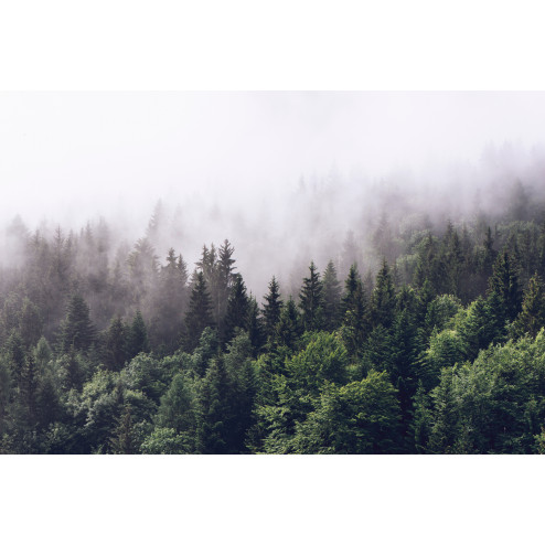 Foggy Pines - Sample Kit