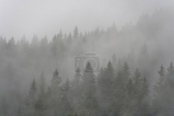 Pine forest in the fog