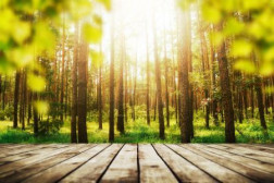 Pine forest