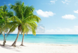 Caribbean sea and coconut palms