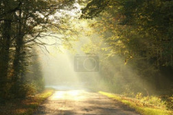 Misty autumn forest at dawn