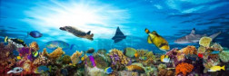 colorful coral reef with many fishes