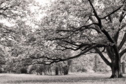 Trees (B&W)