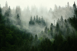 Misty Firs