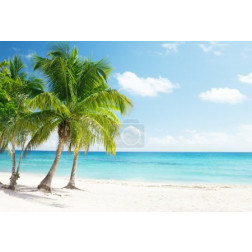 Caribbean sea and coconut palms