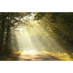 Misty autumn forest at dawn