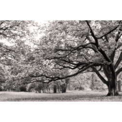 Trees (B&W)