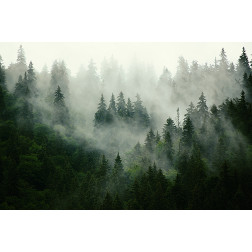 Misty Firs