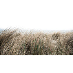 Beach Grass